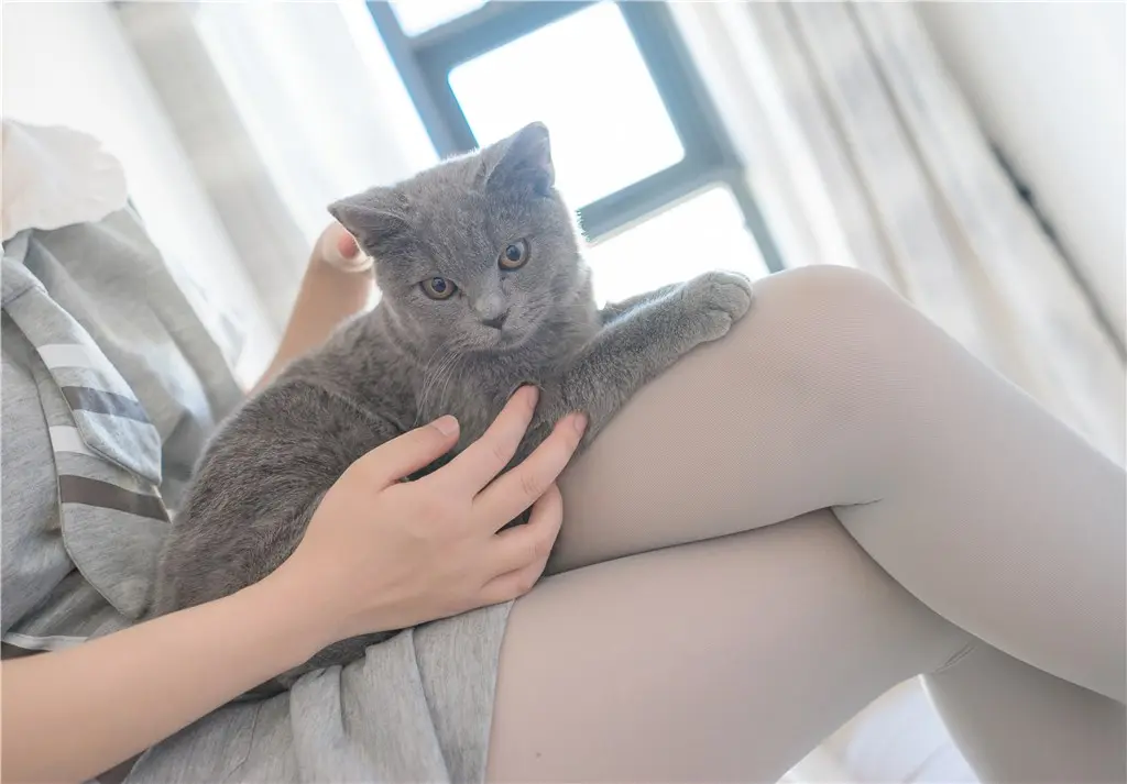 猫与少女-18